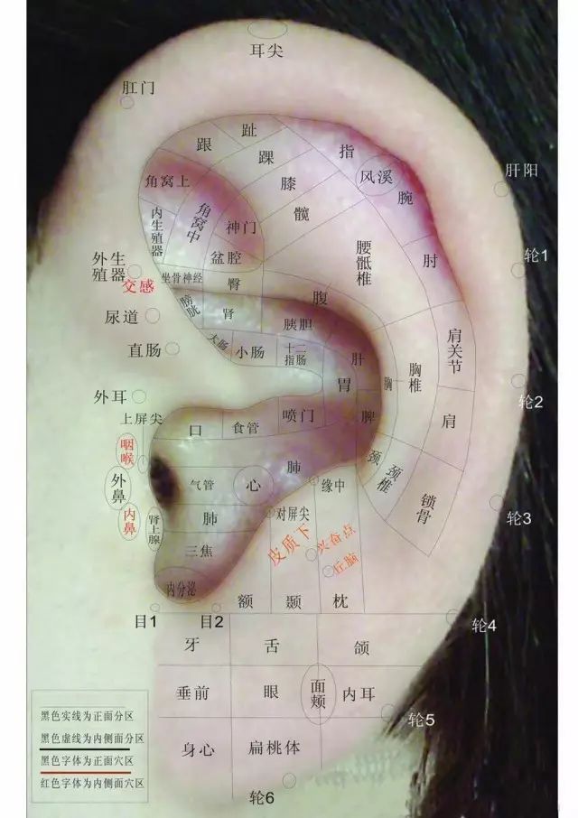 耳洞的位置示意图图片